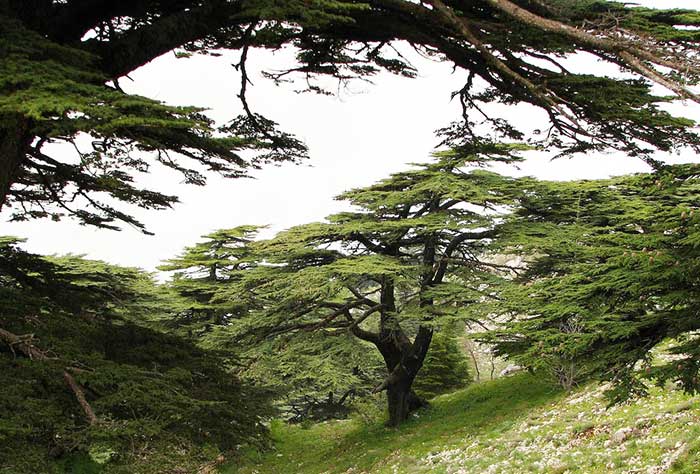 عقد اجتماعيّ جديد